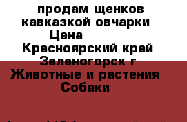 продам щенков кавказкой овчарки › Цена ­ 8 000 - Красноярский край, Зеленогорск г. Животные и растения » Собаки   
